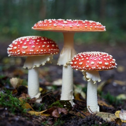 Awakening The Mycelial  Network - Unmastered