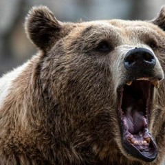 PROIBIDAO TROPA DO URSO - NÓS VAI VOLTAR PRA CASA