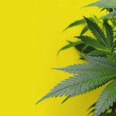 Cannabispatient nach der Entkriminalisierung