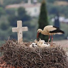 Just Like A Bird Feat. Coptic Oud