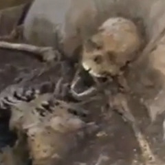 IM ROTTING! - Mild Headache Reupload