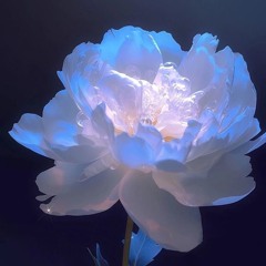 in orchards ⋆ amanda allen