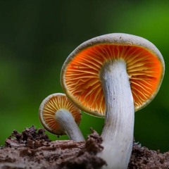 treghjey mushroom