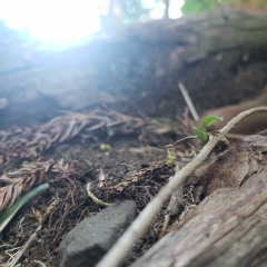 移りゆく- 禅樂 beats by.MPC1995