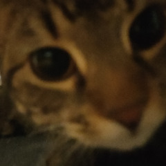 ott (tiktok version)