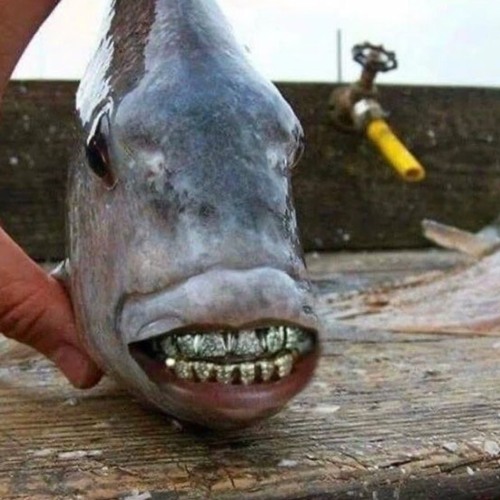 Whats poppin' this is schemebeats. I'll shove 3 clubsoda bottles up my ass_20231120