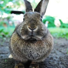 Gras teere (17.06.24)