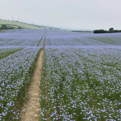 Sapphire Fields