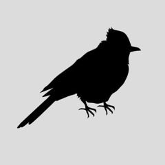 CanaryxYunFrio Chest prod.pepe