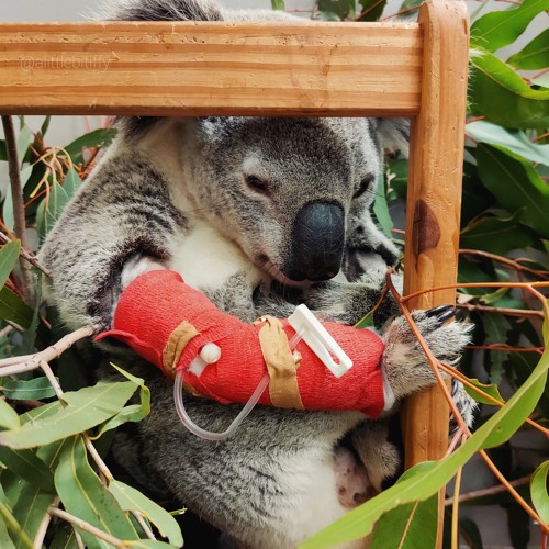 Are There Whiteclaws In The Rainforest?