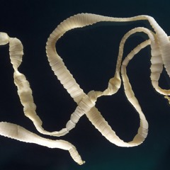 TAPEWORMS!!!!! prod. fallenang4lx