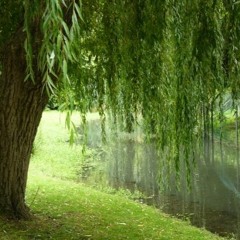 Sous Mon Saule Pleureur (Original Song)