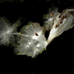 Milkweed