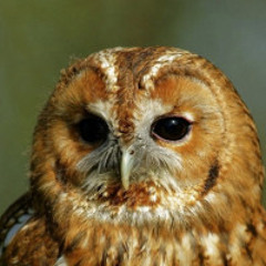 Tawny Owls courting
