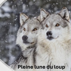 VOEUX DE LA PLEINE LUNE DU LOUP De Pascalou