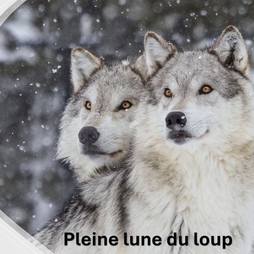 VOEUX DE LA PLEINE LUNE DU LOUP De Pascalou