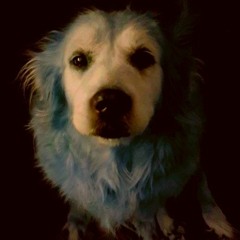 Free Bird (Prod. andersc)