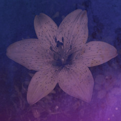 Eftn 𝚕𝚒𝚟𝚎 @ Bloom • KAUZ • 2024