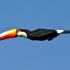 TOUCANS ARENT REAL 99.56bpm