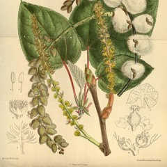 HK_Fantaisies_tracks_26