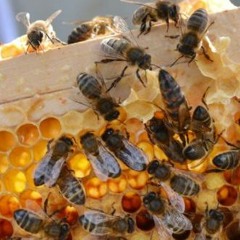 Crónán na Mbeach (The Humming of Bees)