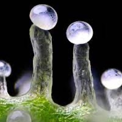 Happy Science II