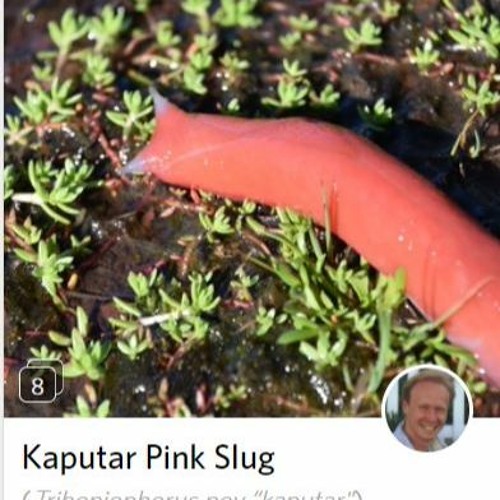 Taylor Nodell_Mt Kaputar Pink Slug