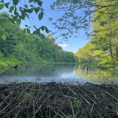 Dawn Chorus at the Piney Knoll Beaver Pond