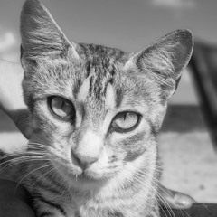 Taitou - Arctic Wolf [Free Download]