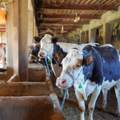La FAO en minutos – 12 de mayo de 2025