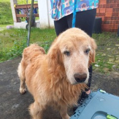 Animais resgatados em Treviso estão disponíveis para lares temporários