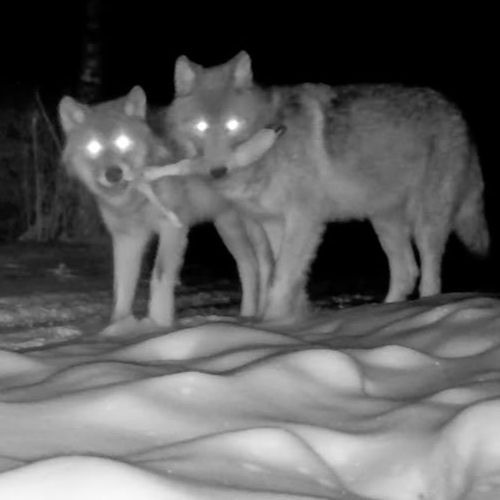 fkedup! w/ trustt, 1crusafix (lynU)