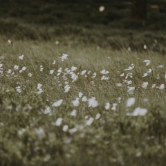 Velvet Ring - Big Thief - cover