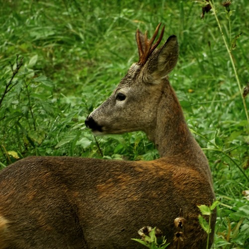 200330 05:14 Roe Deer