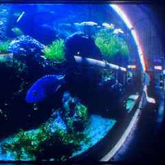 LIBEREZ LES POISSONS DE MONTEBELLO