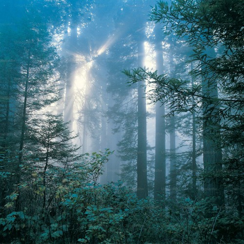 Forest prod. Ddelacrz