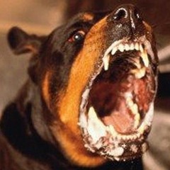 ROT-WILDER