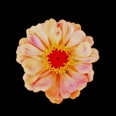 Zinnia