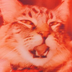 FREESTY (PROD. Forenax)