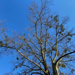 Mistletoe Tree