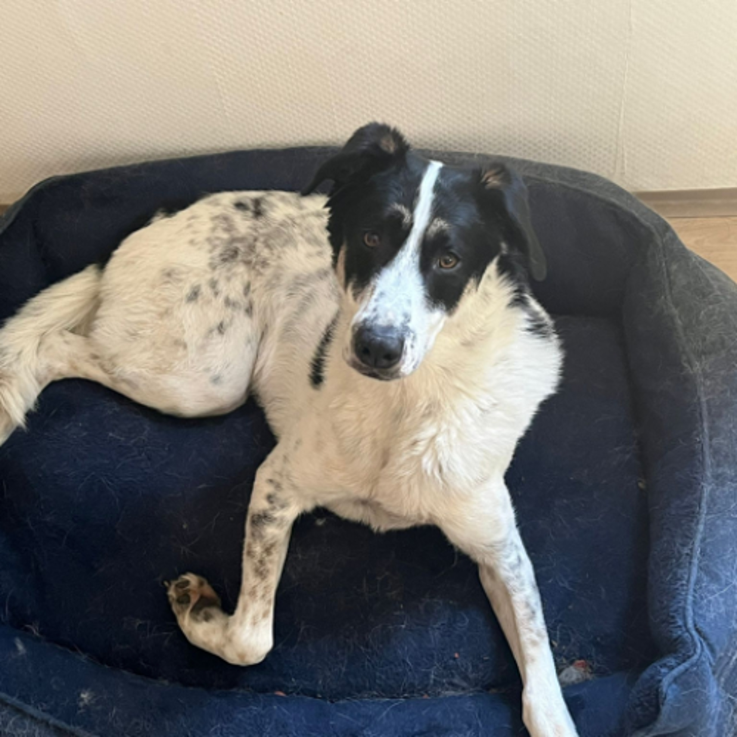 Körbchen gesucht vom 25.03.2026 - Hund Cassius episode artwork