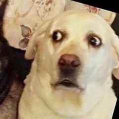 Ｄｄｗｄｗ ｘ Ｃｏｗａｒｄｌｙ Ｄｏｇ Ｔｙｐｅ Ｂｅａｔ