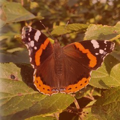 Fluxart - Summer Vibin