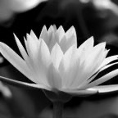 Mindful Movement for MBSR/ Erica - Balfour