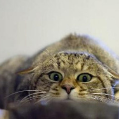 the cat who saw a ray of sunshine