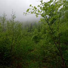 20250504 051000 CH Jura Soubey Dawn Chorus AB Tree Ears