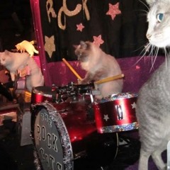 feral cat - keep it simple composed by soggy paper diary