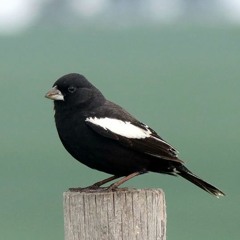Lark In The Morning