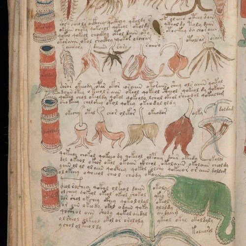 voynich manuscript art voynich manuscript art