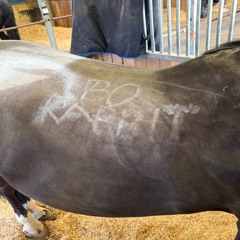 Stupid Bitch (With Diamond rings)